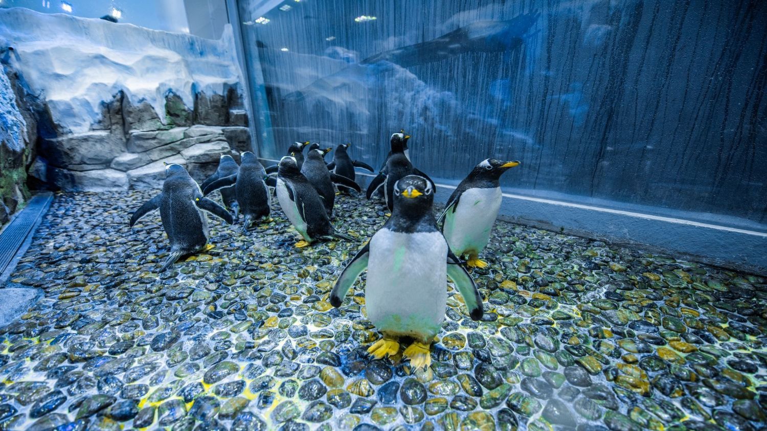 Dubai Mall Aquarium + Underwater Zoo + Penguin Cove